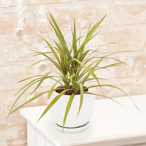 観葉植物 選べる3種類 セローム/コーヒーの木/ドラセナ・コンシンネ