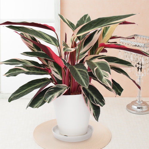 選べる観葉植物 種類 フィカス・ウンベラータ/カラテア・トリオ