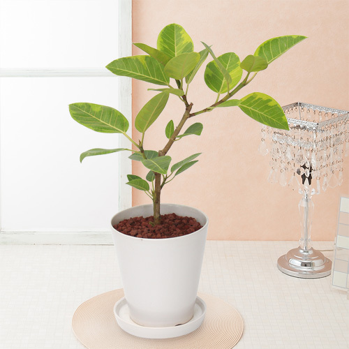 引き取り優先】観葉植物 ウンベラータ•アルテシマ•サンスベリア
