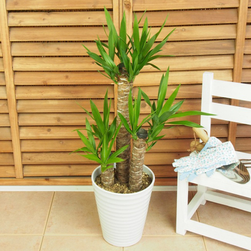 その他観葉植物 yuko 観葉植物 コーヒーの木 10号 プラスチック鉢 | 観葉植物なら