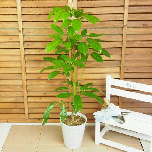 観葉植物 選べる2種類 ユッカ/シェフレラ・アルパイン 7号 インテリア