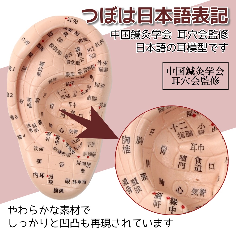 Beautear 耳つぼ模型 日本語版 17ｃｍ 日本語表記 耳模型 耳介図 耳 