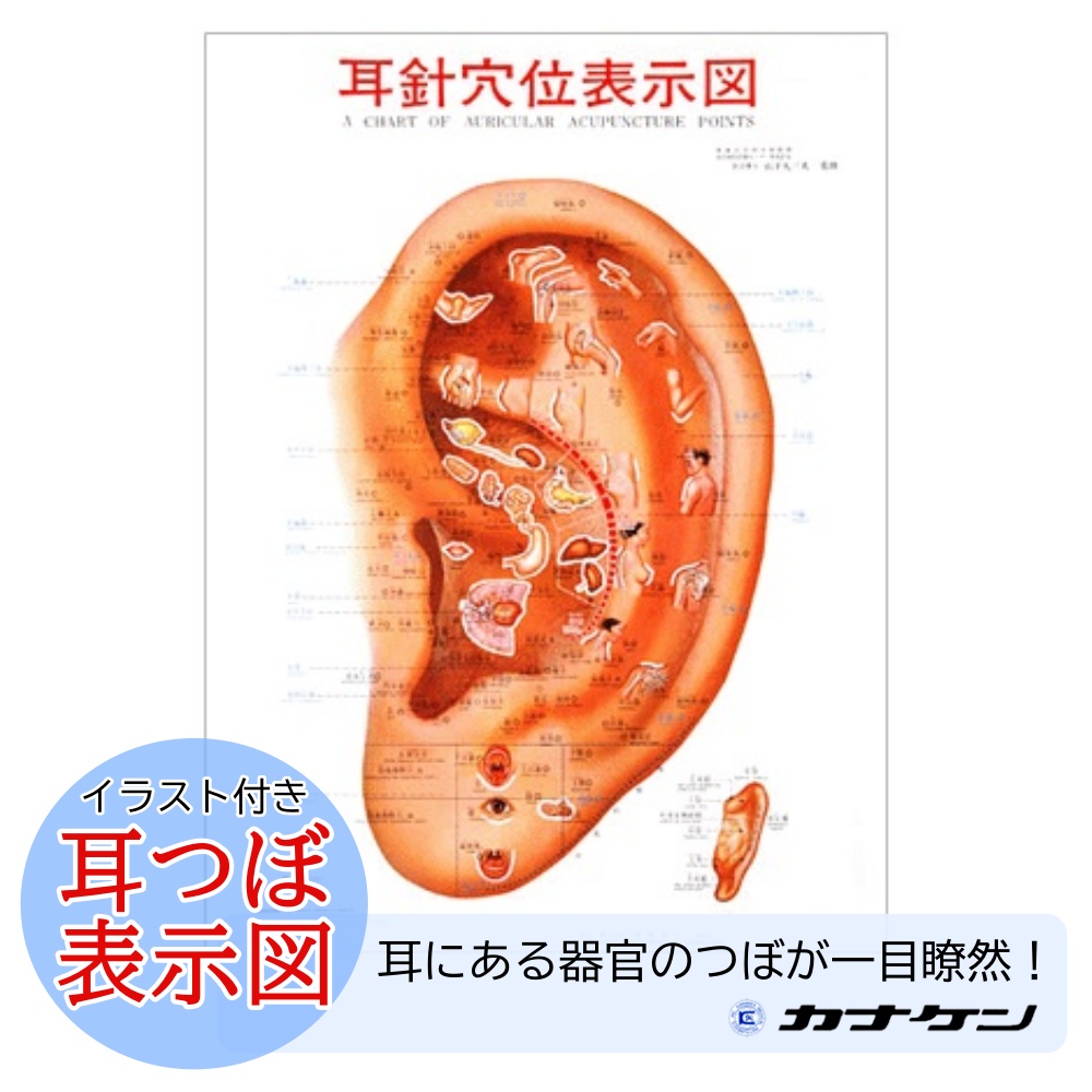 Bc:耳つぼ学ぶ：耳臨床54例集+臓器/躯体ラミネート+解説冊子/プリントset Bc:耳つぼ学ぶ：耳臨床54例集+臓器/躯体ラミネート+解説冊子/