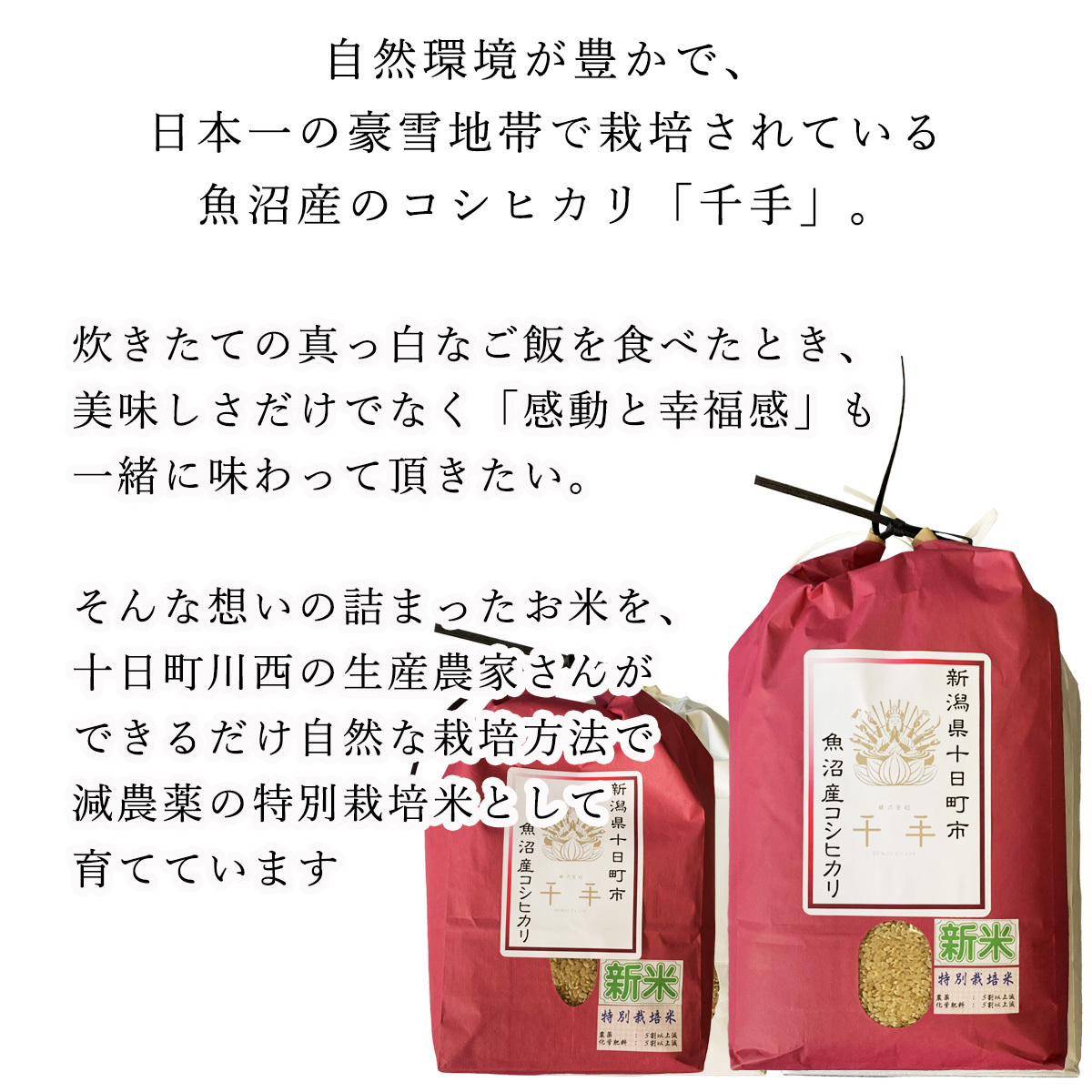 送料無料 玄米 減農薬 新潟県 魚沼産 コシヒカリ お米 10キロ③ 新米 送料無料 玄米 減農薬 新潟県 魚沼産 コシヒカリ お米 30キロ②