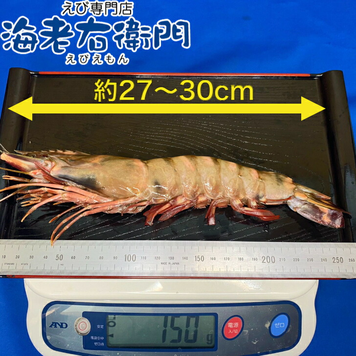 シータイガー 冷凍えび 有頭 特大 超特大 天然有頭シータイガー