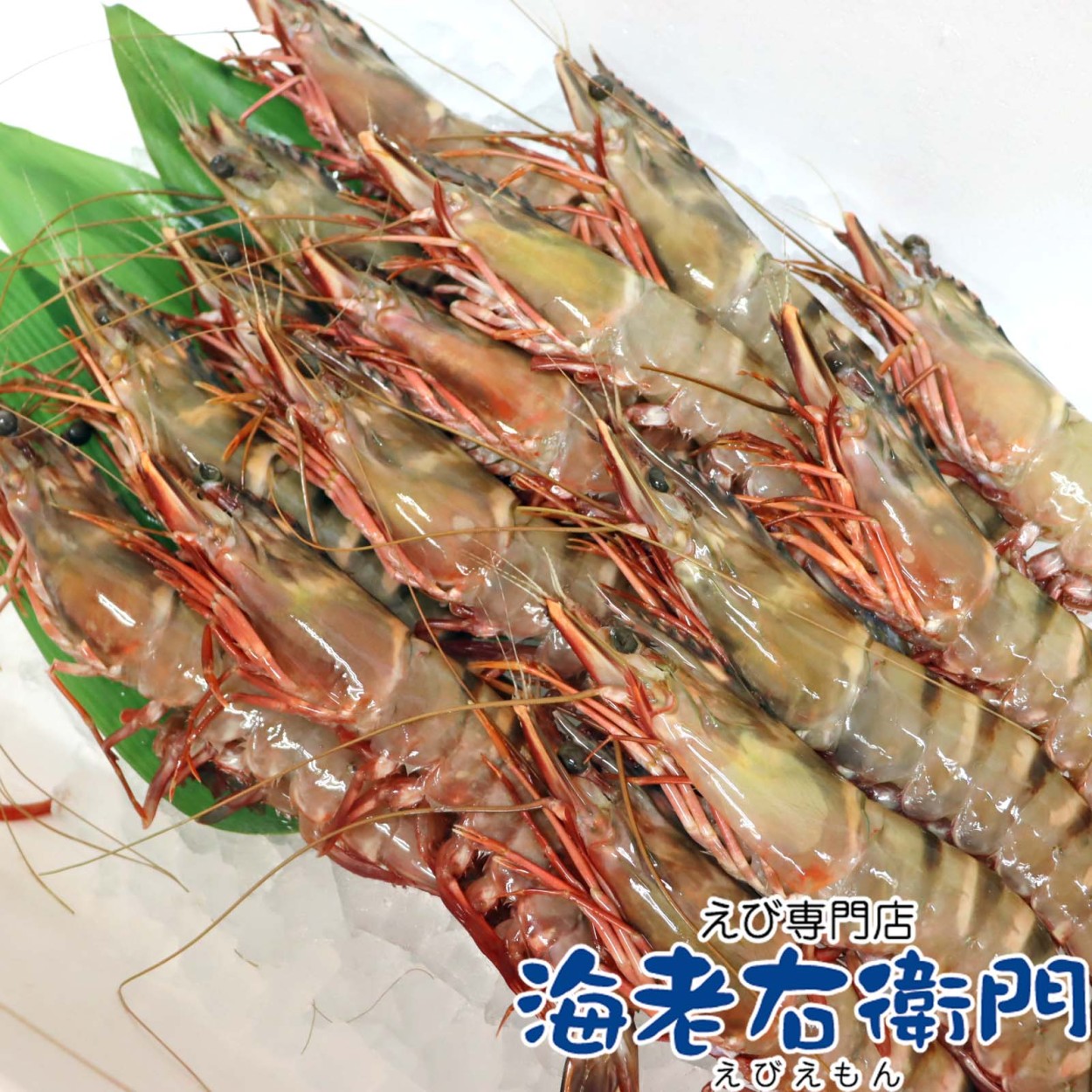 格安SALEスタート！ 美味しい海老 シータイガー 天然 長さ25センチ級 冷凍エビ 有頭 タレントカード