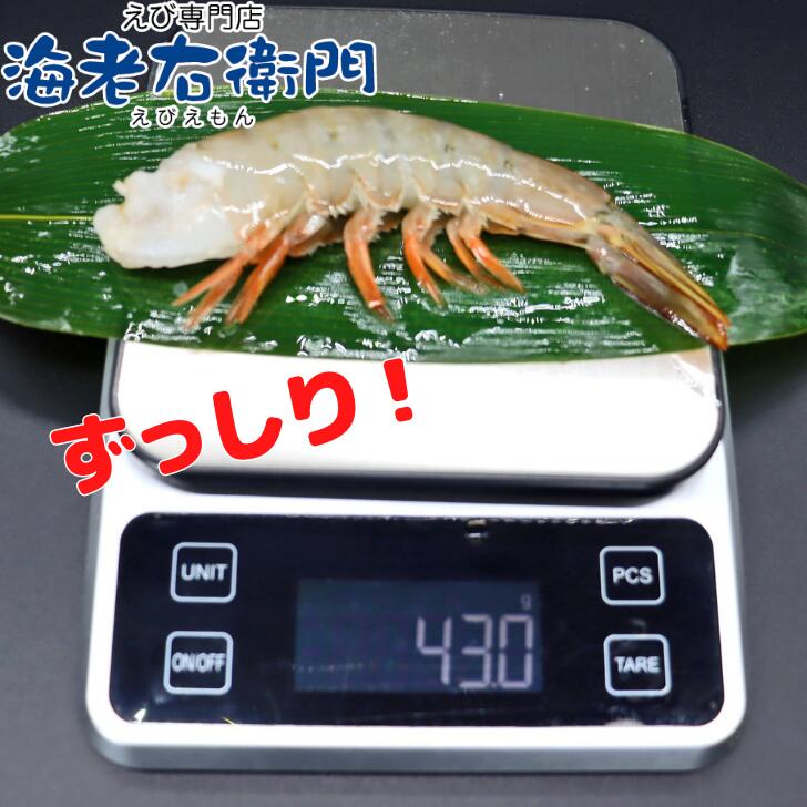 冷凍 天然ホワイト 海老 大サイズ 約84〜100本入り 21/25サイズ 無頭えび 900g×2で1.8kg 冷凍えび 海老  900gずつ解凍できます。エビフライ 天ぷら 業務用 : えび専門店海老右衛門 - 通販 - Yahoo!ショッピング