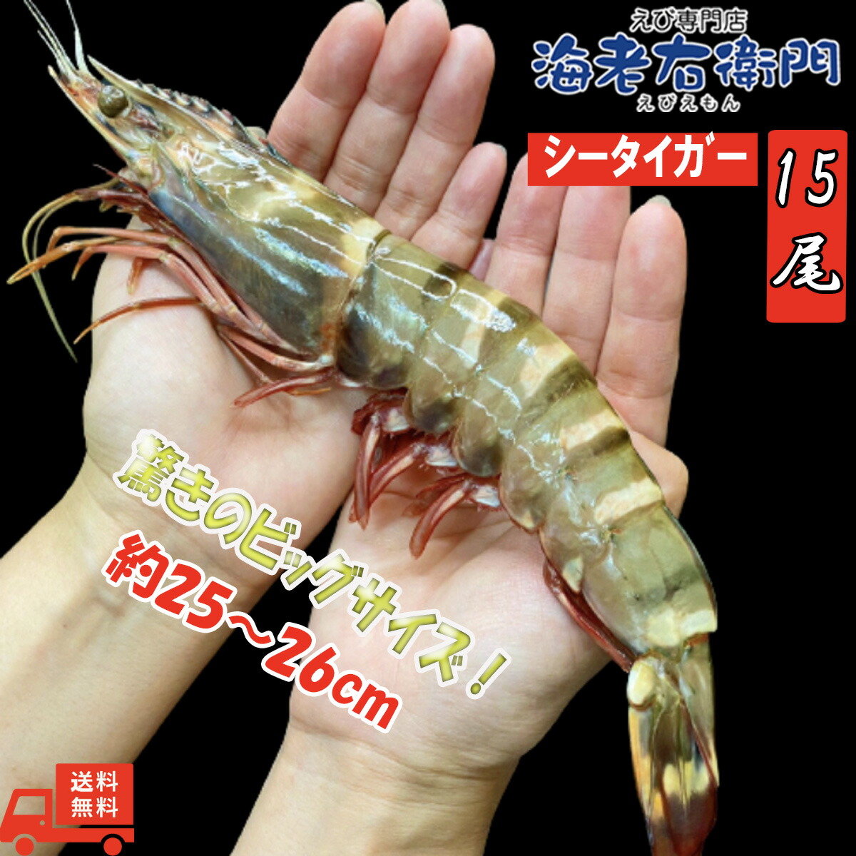 割鮮活 ボイル えび 有頭 Mサイズ 1kg ( 海老 / エビ