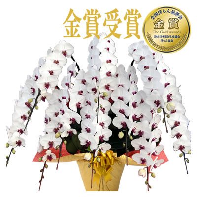胡蝶蘭 お祝い 7〜10本立ち 大輪(100〜110輪) 100000円(税別)お祝い 花 