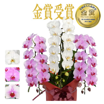 30輪〜【さくら姫ボリュームアップ中】12/25着まで。胡蝶蘭 10,000円 (税別)【ko】【ya】 |  | 07