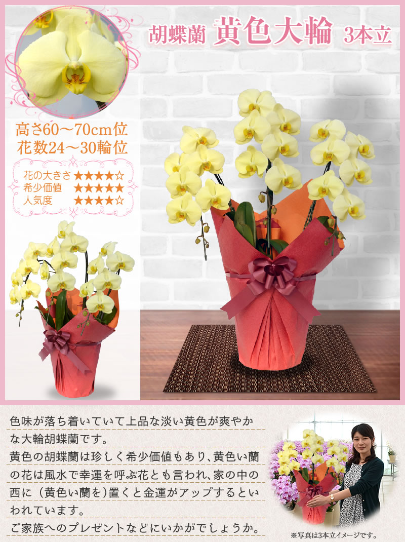 黄色大輪3本立