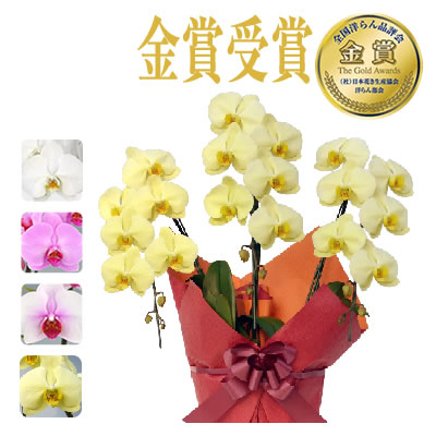 胡蝶蘭 お祝い 大輪 3本立(24〜30輪) 10,000円(税別)花 胡蝶蘭 開店 開院 開業 移転 お供え 母の日【ko】【ya】の画像