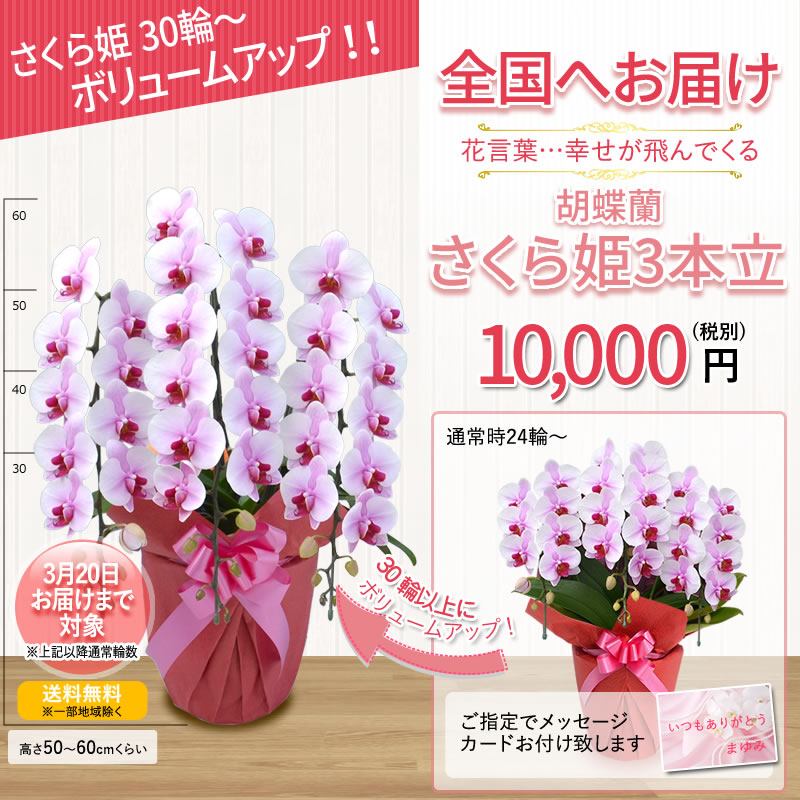 さくら姫ボリュームアップ