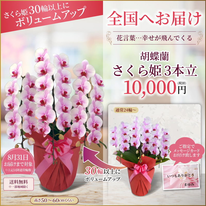 さくら姫ボリュームアップ