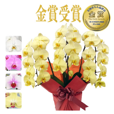 胡蝶蘭 お祝い 3本立ち 大輪(30〜33輪) 15000円(税別)花 胡蝶蘭 開店 開院 開業 移転 お供え 母の日【ko】【ya】の画像