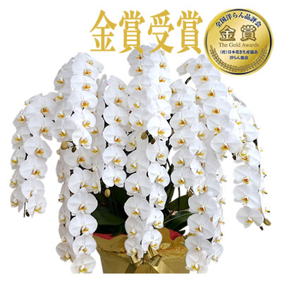 胡蝶蘭 お祝い 10本立ち 大輪(130〜150輪) 150000円(税別)お祝い 花