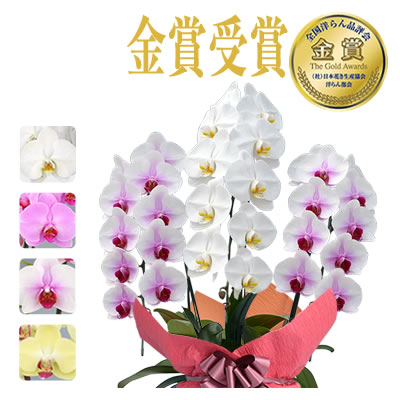 胡蝶蘭 お祝い 3本立ち 大輪(30〜33輪) 15000円(税別)花 胡蝶蘭 開店 開院 開業 移転 お供え 母の日【ko】【ya】の画像