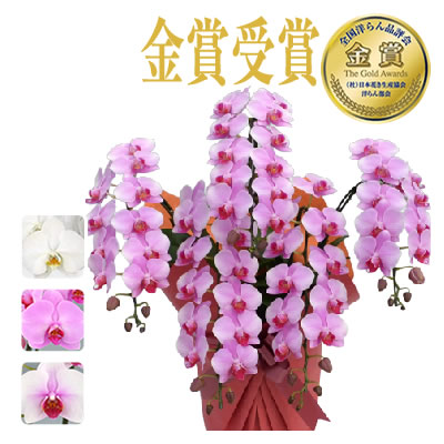 胡蝶蘭 お祝い 3本立 大輪(33〜36輪) 20000円(税別)花 胡蝶蘭 開店 開院 開業 お供え【ko】【ya】【2up】 |  | 06