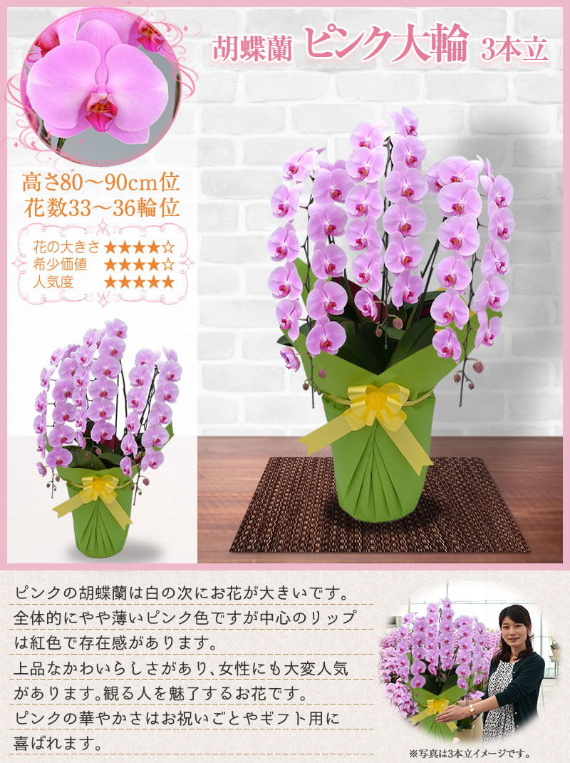 定番限定SALE】 花鉢（胡蝶蘭・洋蘭） お祝い 記念日 開店 開業