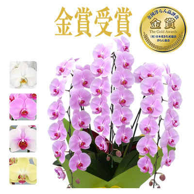 胡蝶蘭 お祝い 3本立 大輪(33〜36輪) 20000円(税別)花 胡蝶蘭 開店 開院 開業 お供え【ko】【ya】【2up】 |  | 02