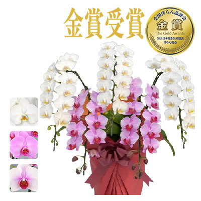 胡蝶蘭 お祝い 3本立 大輪(33〜36輪) 20000円(税別)花 胡蝶蘭 開店 開院 開業 お供え【ko】【ya】【2up】 |  | 04