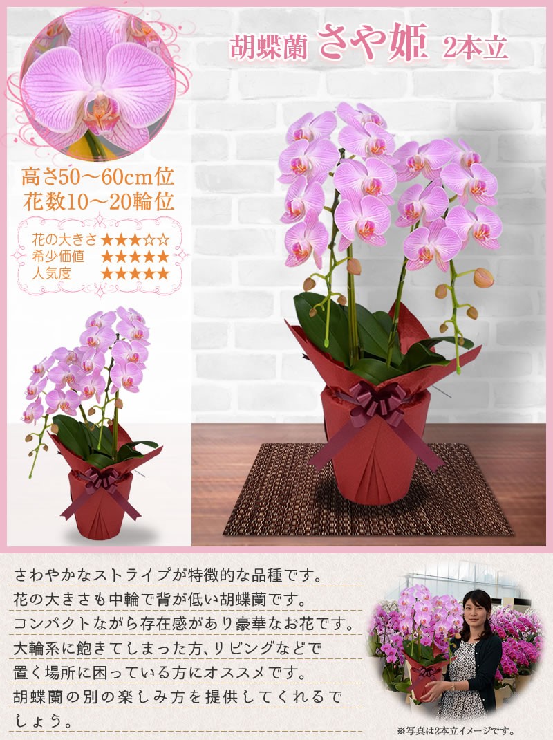 ポイント10倍 8 31まで 胡蝶蘭 お祝い 1 2本立 10 15輪 5400円 税別 お祝い 花 胡蝶蘭 開店 開院 開業 移転 お供え 還暦 お中元 Ko Ya 胡蝶蘭専門 海老名洋蘭園 Yahoo 店 通販 Yahoo ショッピング