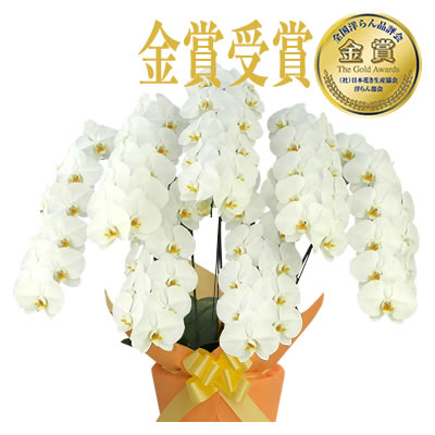 胡蝶蘭 お祝い 5〜10本立ち 大輪(70〜80輪) 60000円(税別)花