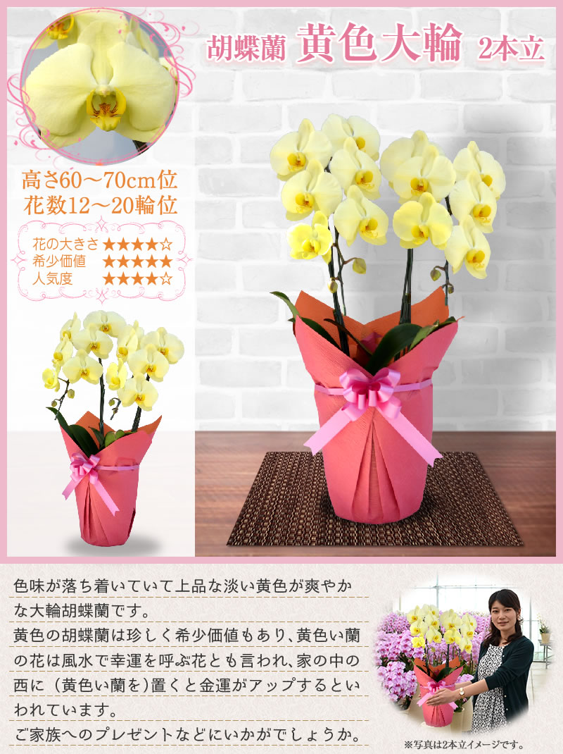 黄色大輪 style=