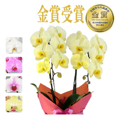 胡蝶蘭 お祝い 2本立(12〜20輪) 5400円(税別)花 開店 開院 開業 移転