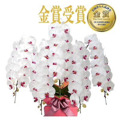 お買い得！SALE！不揃い商品　輪花小鉢19個10cm位　Y 胡蝶蘭 お祝い 5〜10本立ち 大輪(70〜80輪) 60000円(税別)花