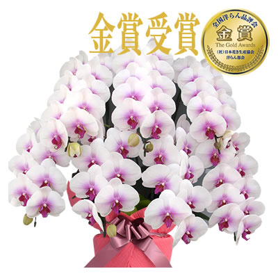 胡蝶蘭 お祝い 5〜10本立ち 大輪(70〜80輪) 60000円(税別)花