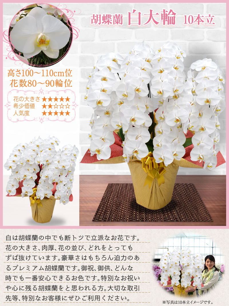 白大輪10本立