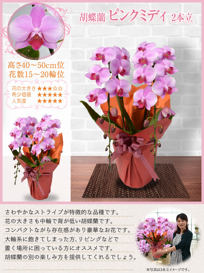 ピンクミディ