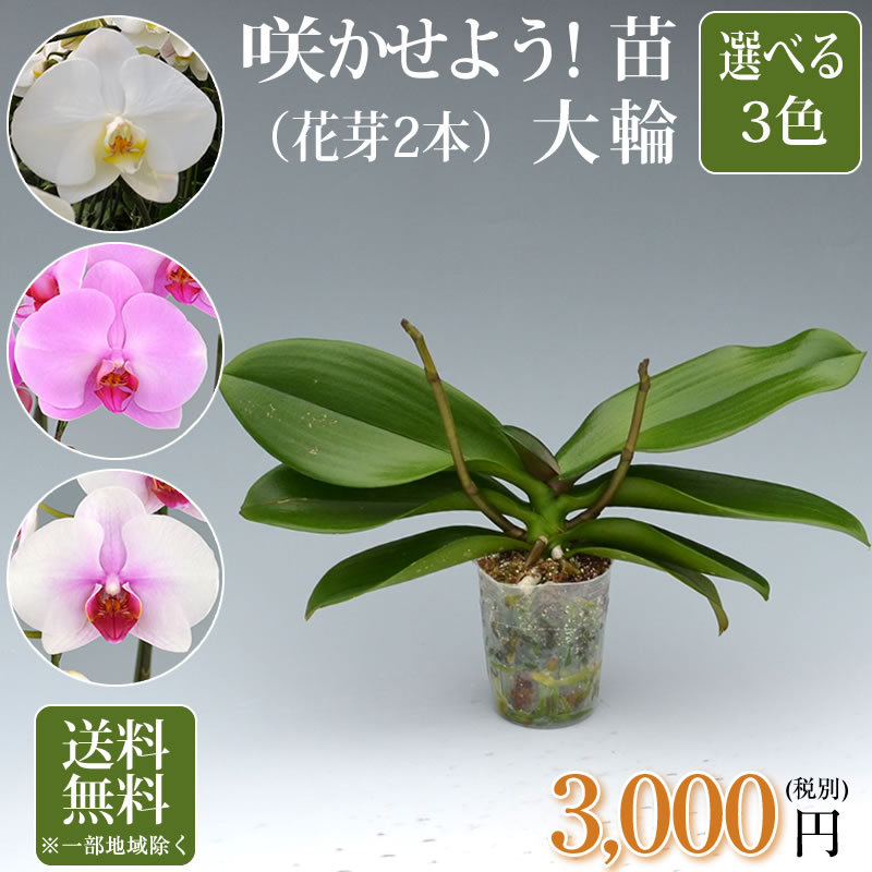 胡蝶蘭大輪2本の苗 3 000円 税別 大輪 V3 胡蝶蘭 開花株 成熟株 洋ランの苗 胡蝶蘭栽培 育て方 上級者向け Ko Ya Se 2500 胡蝶蘭専門 海老名洋蘭園 Yahoo 店 通販 Yahoo ショッピング