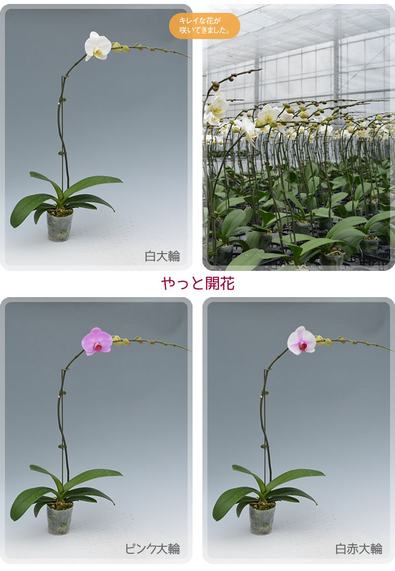 胡蝶蘭大輪1本の苗 2,500円(税別) 大輪(V3)【胡蝶蘭 開花株 成熟株 洋ランの苗 胡蝶蘭栽培 育て方 上級者向け】【ko】【ya】 :se-1500:胡蝶蘭専門 海老名洋蘭園 Yahoo!店 - 通販 - Yahoo!ショッピング 胡蝶蘭大輪1本の苗 2,500円(税別) 大輪(V3)【胡蝶蘭 開花株 成熟株 洋ランの苗 胡蝶蘭栽培 育て方 上級者向け】【ko】【ya】 :se-1500:胡蝶蘭専門 海老名洋蘭園 Yahoo!店 - 通販 - Yahoo!ショッピング