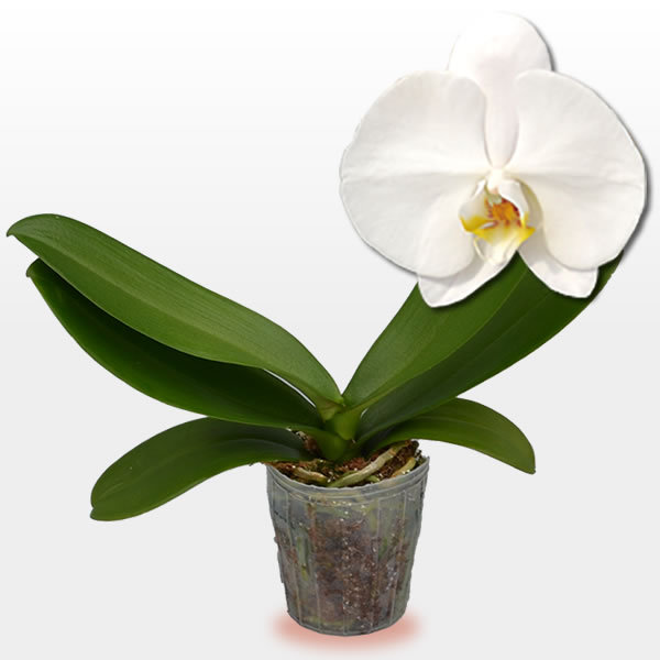 胡蝶蘭大輪花芽無しの苗 2 500円 税別 大輪 V3 胡蝶蘭 開花株 成熟株 洋ランの苗 胡蝶蘭栽培 育て方 上級者向け Ko Ya Se 1000 胡蝶蘭専門 海老名洋蘭園 Yahoo 店 通販 Yahoo ショッピング