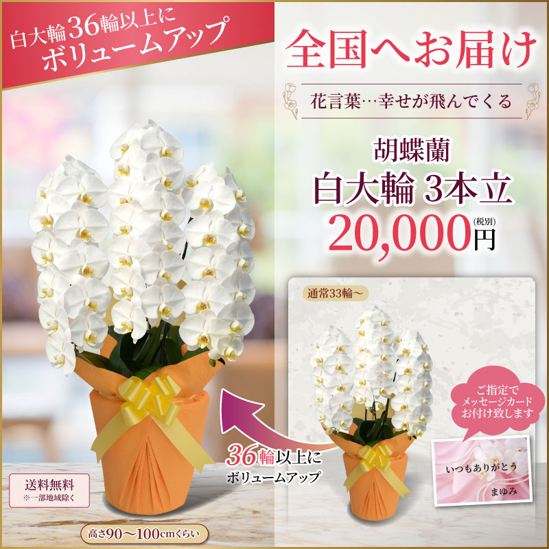 白大輪ボリュームアップ