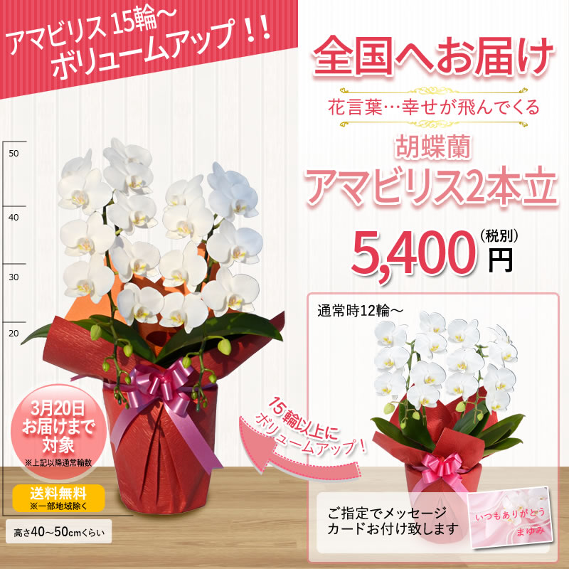 アマビリスボリュームアップ