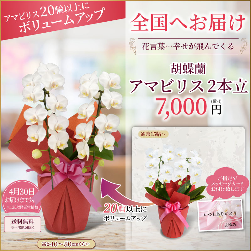 アマビリスボリュームアップ