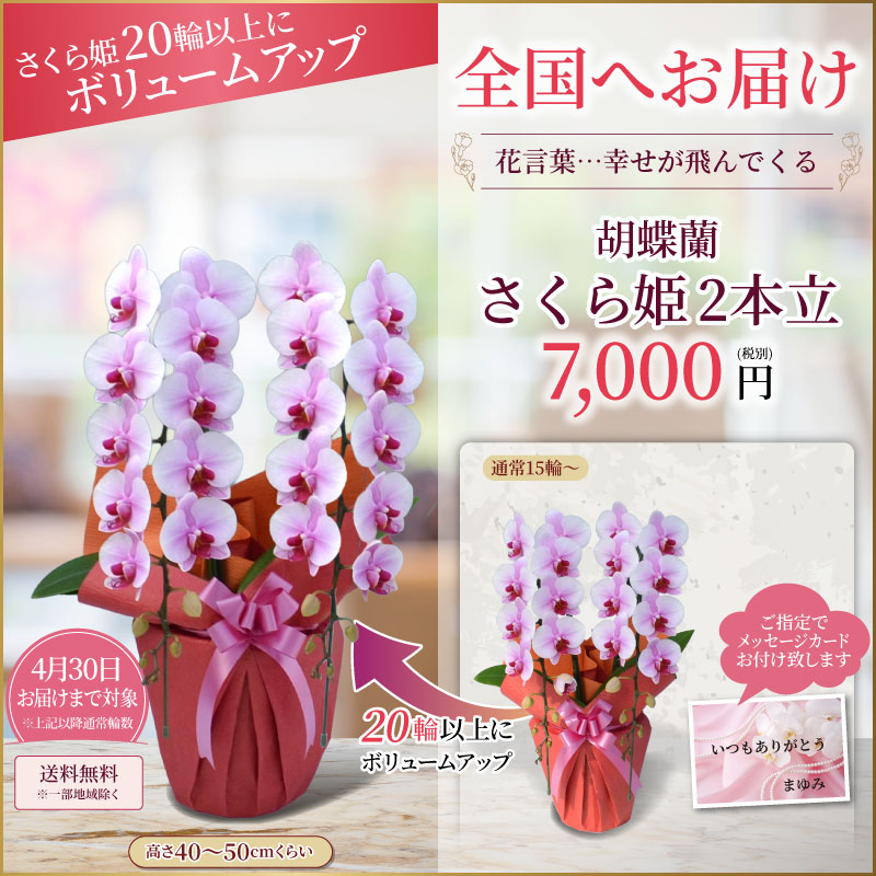 さくら姫ボリュームアップ