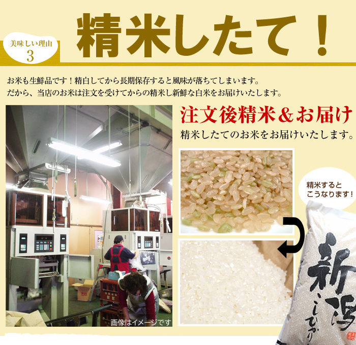 新之助（しんのすけ） (産地直送)新潟米 10kg(5kg×2袋) 令和7年産 早川