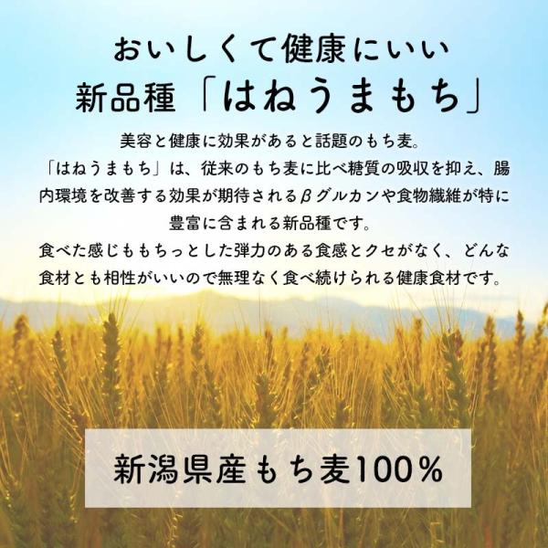 おいしくて健康にいい　新品種「はねうまもち」美容と健康に効果があると話題のもち麦。「はねうまもち」は、従来のもち麦に比べ糖質の吸収を抑え、腸内環境を改善する効果が期待されるβグルカンや食物繊維が特に豊富に含まれる新品種です。食べた感じももちっとした弾力のある食感とクセがなく、どんな食材とも相性がいいので無理なく食べ続けられる健康食材です。新潟県産もち麦100％