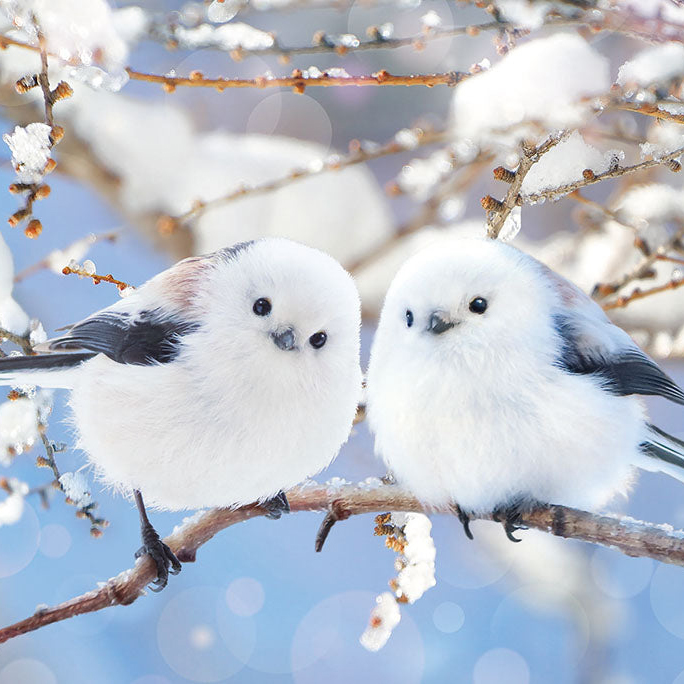 雪の妖精 シマエナガ特集