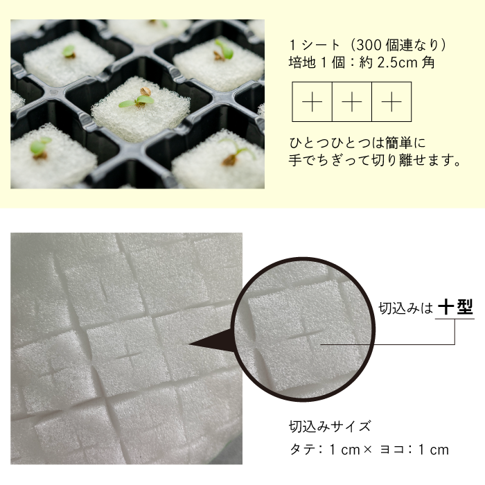 培地(スポンジ)