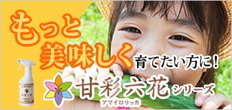 アマイロリッカ