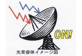 光を吸収する組織（光受容体）について