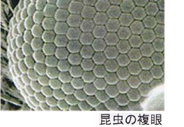 植物害虫について