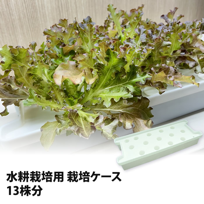 栽培ケース14株