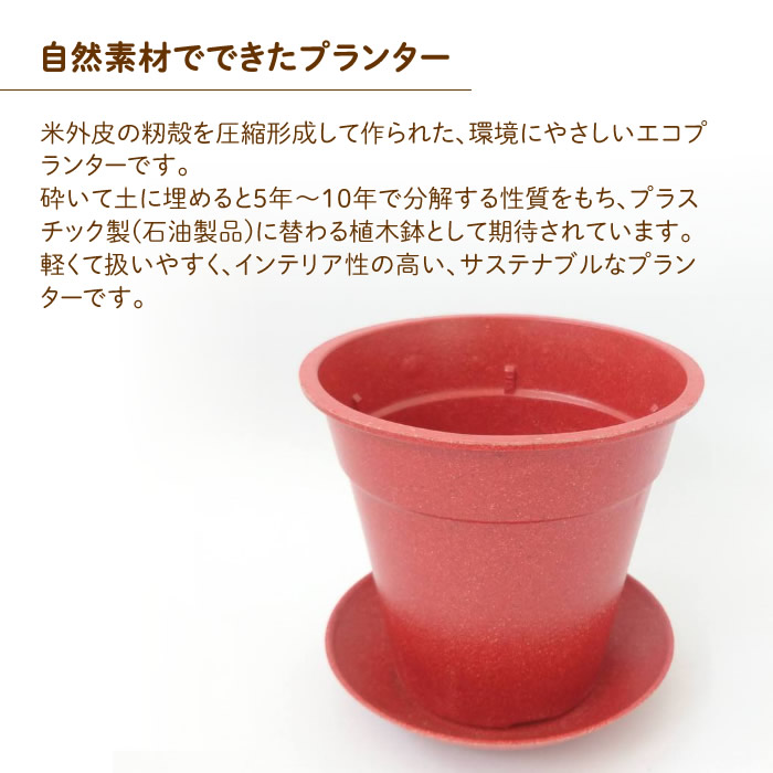 オーガニック栽培キット