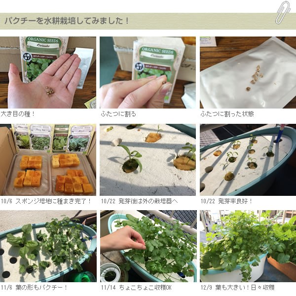 種 有機種子 コリアンダー パクチー シャンサイ Gpa002 水耕栽培専門のエコゲリラヤフー店 通販 Yahoo ショッピング